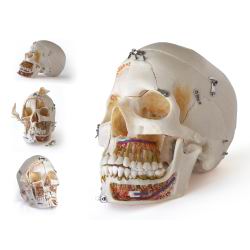 [z9616] Cráneo humano desmontable